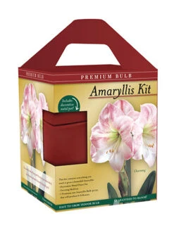 Menu Premium Charming Amaryllis Gift Kit -Gardening Series Store 92174 charming amaryllis kit box front