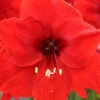 Menu Red Lion Amaryllis -Gardening Series Store 92177 red lion amaryllis