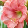 Menu Susan Amaryllis Value Pack -Gardening Series Store 92180 susan amaryllis 2