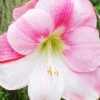 Menu Apple Blossom Amaryllis Value Pack -Gardening Series Store 92181 apple blossom value pack