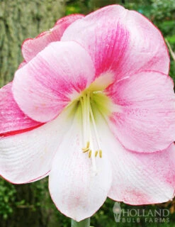 Menu Apple Blossom Amaryllis Value Pack
