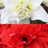 Menu Duchess Double Amaryllis Duo -Gardening Series Store 92183 duchess double amaryllis duo