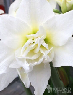 Menu Duchess Double Amaryllis Duo -Gardening Series Store 92183 duchess double amaryllis duo 3