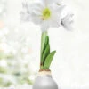 Menu Warm Wishes Waxed Amaryllis -Gardening Series Store 92191 silver wax amaryllis white flower
