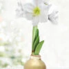 Menu Grateful Heart Waxed Amaryllis -Gardening Series Store 92192 gold wax amaryllis white flower
