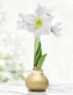 Menu Grateful Heart Waxed Amaryllis