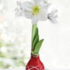 Menu Red Picasso Waxed Amaryllis -Gardening Series Store 92193 picasso base waxed amaryllis white flower
