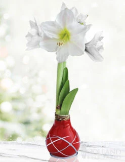 Menu Red Picasso Waxed Amaryllis