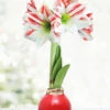 Menu Candy Cane Waxed Amaryllis 1 Menu Candy Cane Waxed Amaryllis -Gardening Series Store 92194 red base waxed amaryllis bi colored flower