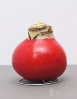 Menu Candy Cane Waxed Amaryllis 5 Menu Candy Cane Waxed Amaryllis -Gardening Series Store 92194 red base waxed amaryllis bi colored flower 2