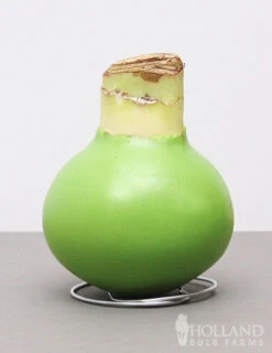 Menu Lollipop Waxed Amaryllis -Gardening Series Store 92195 green wax amaryllis bi color flower 2