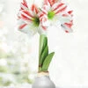 Menu Frosted Sugar Cookie Waxed Amaryllis -Gardening Series Store 92196 silver wax amaryllis bi colored flower