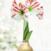Menu Gingerbread Waxed Amaryllis 1 Menu Gingerbread Waxed Amaryllis -Gardening Series Store 92197 gold wax amaryllis bi colored flower