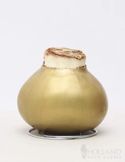 Menu Gingerbread Waxed Amaryllis -Gardening Series Store 92197 gold wax amaryllis bi colored flower 2