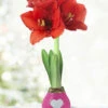 Menu Tickled Pink Waxed Amaryllis -Gardening Series Store 92200 tickled pink waxed amaryllis 2