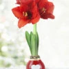 Menu Be Mine Waxed Amaryllis 2 Menu Be Mine Waxed Amaryllis -Gardening Series Store 92201 be mine waxed amaryllis 2