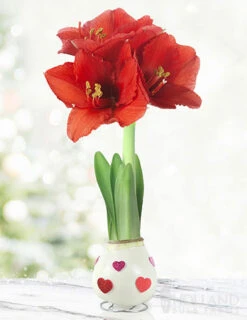 Menu The Sweetheart Waxed Amaryllis Collection (3-Pack) -Gardening Series Store 92202 love is in the air waxed amaryllis 2 1