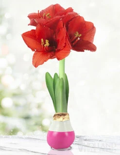 Menu Be My Valentine Waxed Amaryllis Collection (3-Pack) -Gardening Series Store 92203 hugs and kisses waxed amaryllis 2 1