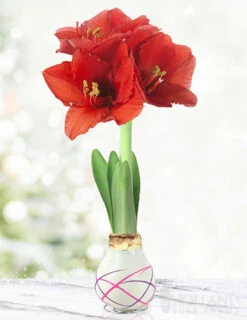 Menu Love Struck Picasso Waxed Amaryllis