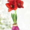 Menu Cupids Arrow Picasso Waxed Amaryllis -Gardening Series Store 92205 cupids arrow picasso waxed amaryllis 2 1