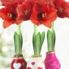 Menu The Sweetheart Waxed Amaryllis Collection (3-Pack) 1 Menu The Sweetheart Waxed Amaryllis Collection (3-Pack) -Gardening Series Store 92206 the sweetheart waxed amaryllis collection 2