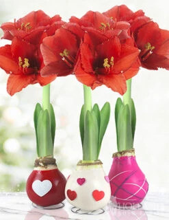 Menu The Sweetheart Waxed Amaryllis Collection (3-Pack)