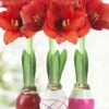Menu Be My Valentine Waxed Amaryllis Collection (3-Pack) -Gardening Series Store 92207 be my valentine waxed amaryllis collection 2