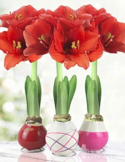 Menu Be My Valentine Waxed Amaryllis Collection (3-Pack)