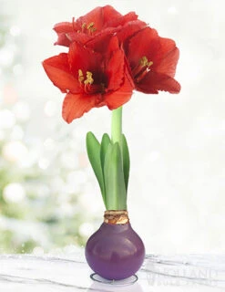 Menu Spring Waxed Amaryllis Collection (3-Pack) -Gardening Series Store 92209 purple waxed amaryllis 2 1