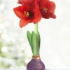Menu Purple Waxed Amaryllis 1 Menu Purple Waxed Amaryllis -Gardening Series Store 92209 purple waxed amaryllis 2