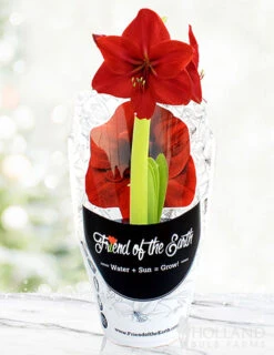 Menu Barbosa Potted Amaryllis - Gift Ready