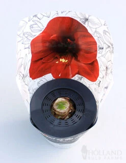Menu Peppermint Swirl Amaryllis Trio Collection -Gardening Series Store 92210 pre potted barbosa 2