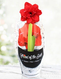 Menu Bingo Potted Amaryllis - Gift Ready