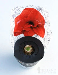 Menu Potted Amaryllis Trio Collection 11 Menu Potted Amaryllis Trio Collection -Gardening Series Store 92211 pre potted bingo 2