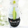 Menu Intokazi Potted Amaryllis - Gift Ready -Gardening Series Store 92212 pre potted intokazi 1