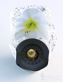 Menu Peppermint Swirl Amaryllis Trio Collection -Gardening Series Store 92212 pre potted intokazi 2