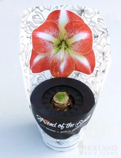 Menu Potted Amaryllis Trio Collection 13 Menu Potted Amaryllis Trio Collection -Gardening Series Store 92213 pre potted minerva 2