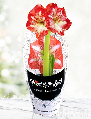 Menu Potted Amaryllis Trio Collection 6 Menu Potted Amaryllis Trio Collection - Image 4