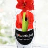 Menu Red Lion Potted Amaryllis - Gift Ready -Gardening Series Store 92214 pre potted red lion 1