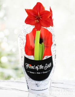 Menu Red Lion Potted Amaryllis - Gift Ready