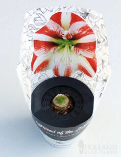 Menu Peppermint Swirl Amaryllis Trio Collection -Gardening Series Store 92215 pre potted super star 2