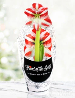 Menu Peppermint Swirl Amaryllis Trio Collection -Gardening Series Store 92215 pre potted super star