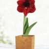 Menu Burgundy Potted Amaryllis Gift Box - Gold Square -Gardening Series Store 92217 barbosa potted amaryllis gold square