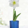Menu White Potted Amaryllis Gift Box - Blue Round 2 Menu White Potted Amaryllis Gift Box - Blue Round -Gardening Series Store 92218 intokazi potted amaryllis blue round