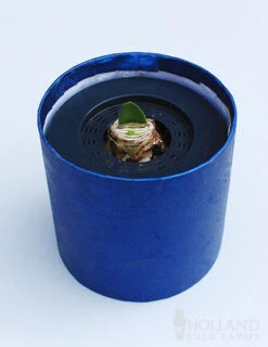 Menu White Potted Amaryllis Gift Box - Blue Round 6 Menu White Potted Amaryllis Gift Box - Blue Round -Gardening Series Store 92218 intokazi potted amaryllis blue round 2