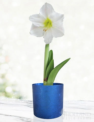 Menu White Potted Amaryllis Gift Box - Blue Round 2 Menu White Potted Amaryllis Gift Box - Blue Round