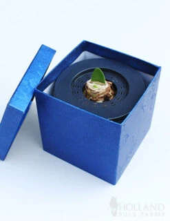 Menu White Potted Amaryllis Gift Box - Blue Square -Gardening Series Store 92219 intokazi potted amaryllis blue square 2