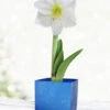 Menu White Potted Amaryllis Gift Box - Blue Square -Gardening Series Store 92219 intokazi potted amaryllis blue square 4