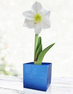 Menu White Potted Amaryllis Gift Box - Blue Square
