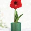 Menu Red Potted Amaryllis Gift Box - Green Round -Gardening Series Store 92220 red lion potted amaryllis green round